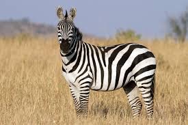 Bilde av en zebra
